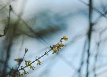 Low angle view of flowering plant on branch