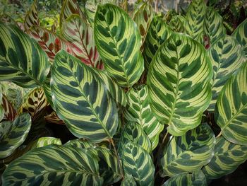 High angle view of succulent plant leaves