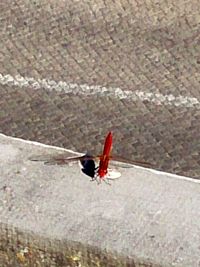 Close-up view of red umbrella