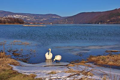 Swans on lake against mountain range