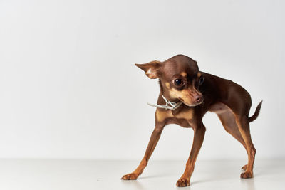 Dog looking away against white background