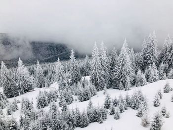 Snow covered trees on landscape against sky