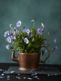 Close-up of potted plant on table