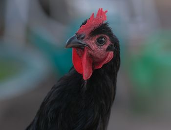 Close-up of rooster