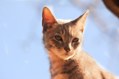 Close-up portrait of cat