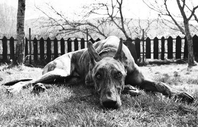 Close-up of dog lying on grass