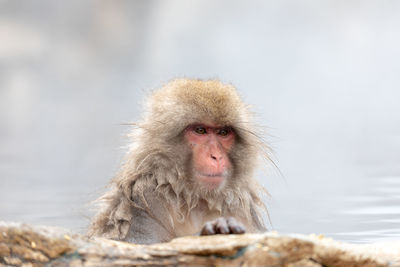 Monkey looking away