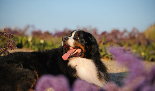 Close-up of dog looking away while standing on field