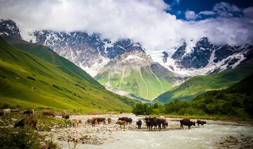 Panoramic view of horses on mountain against sky