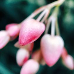 Close-up of pink flowers