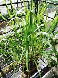High angle view of bamboo plants