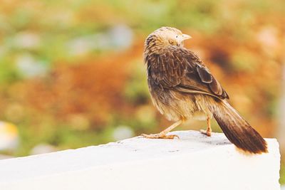 Close-up of bird perching outdoors