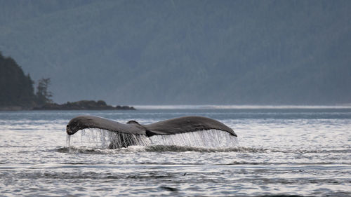 Whale tail