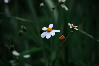 Close-up of white flowering plant