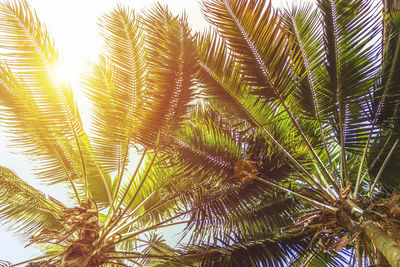 Close-up of palm trees against sky