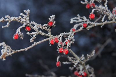 Close-up of frozen berries on tree