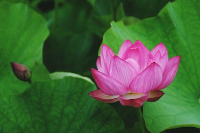 Close-up of pink lotus water lily