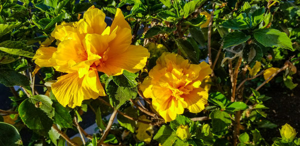 Close-up of yellow flowers blooming outdoors