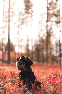 Dog on field in forest