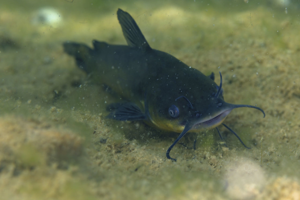 CLOSE-UP OF FISH SWIMMING