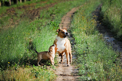 Puppy with dog on footpath