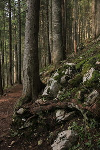 Trees growing in forest