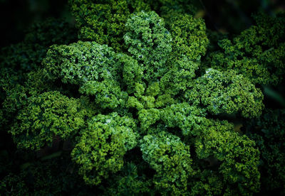 Close-up of garden fresh organic kale.