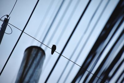 Low angle view of bird on cable