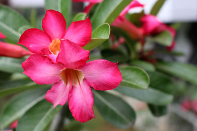 Close-up of pink flowering plant