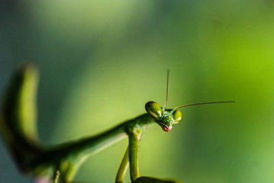 Close-up of insect