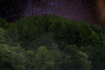 Scenic view of forest against star field at night