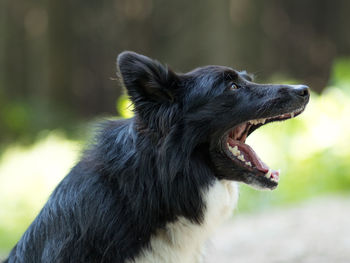 Close-up of a dog looking away