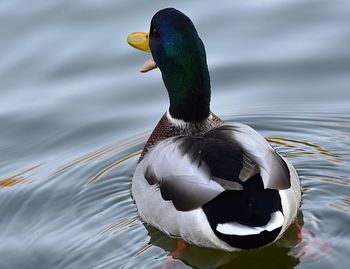 Close-up of a duck in a lake