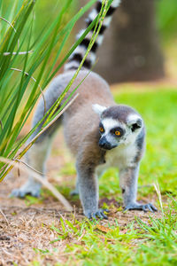 Lemur looking away in forest