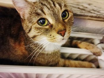 Close-up portrait of a cat