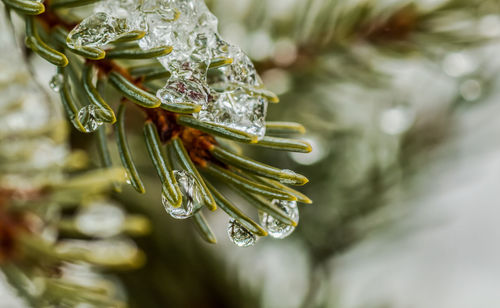 Close-up of frozen branch