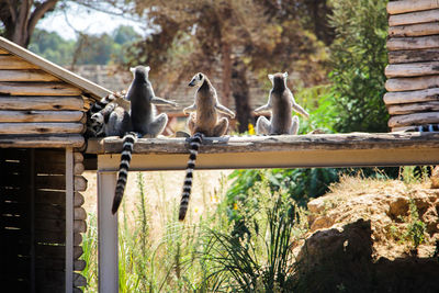 Birds sitting on wood