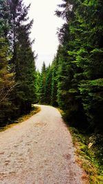 Road amidst trees in forest against sky