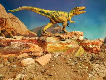 Side view of a lizard on rock