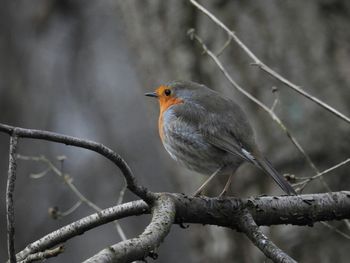 Close-up of bird perching on branch