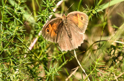 Close-up of butterfly pollinating flower