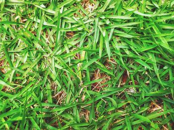 Full frame shot of fresh green leaves on land