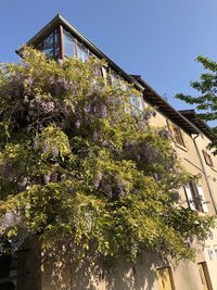 Low angle view of flowering tree by building against clear sky