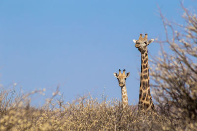 View of giraffe on field against clear sky