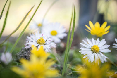 Close-up of white daisy flowers on field