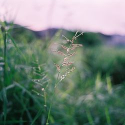 Close-up of grass on field