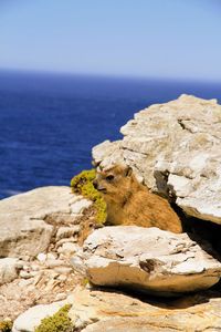 View of lizard on rock by sea against sky