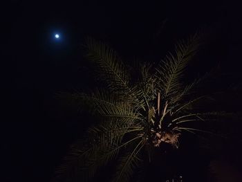 Firework display in sky at night