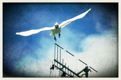 Low angle view of seagull flying