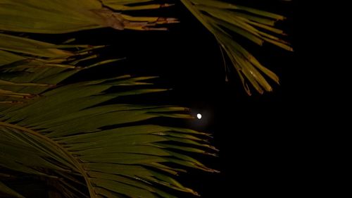 Close-up of palm tree against sky at night